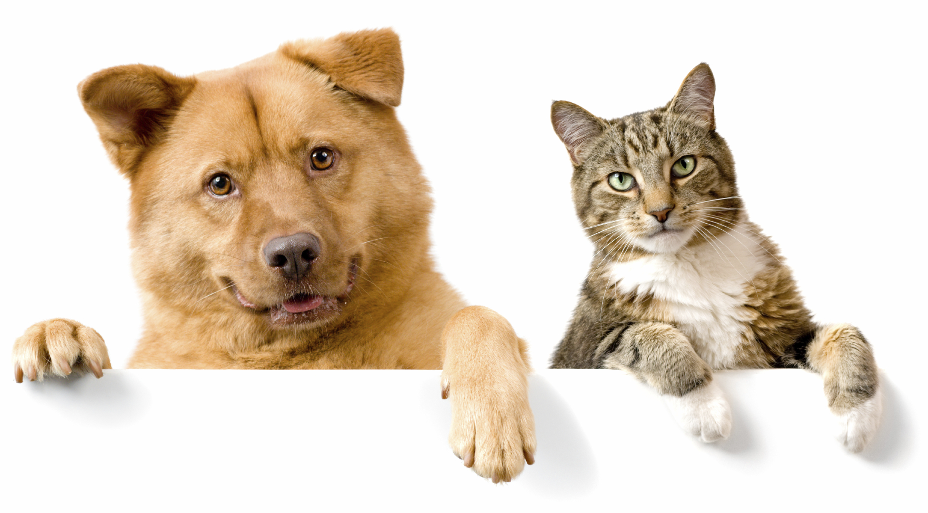 dogcat